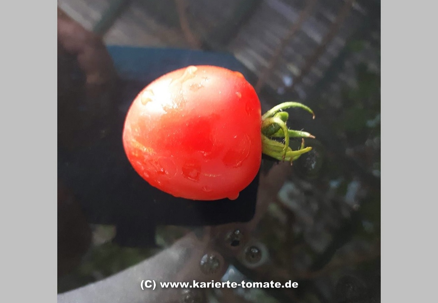 Frucht