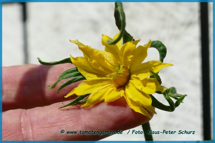 Blüte