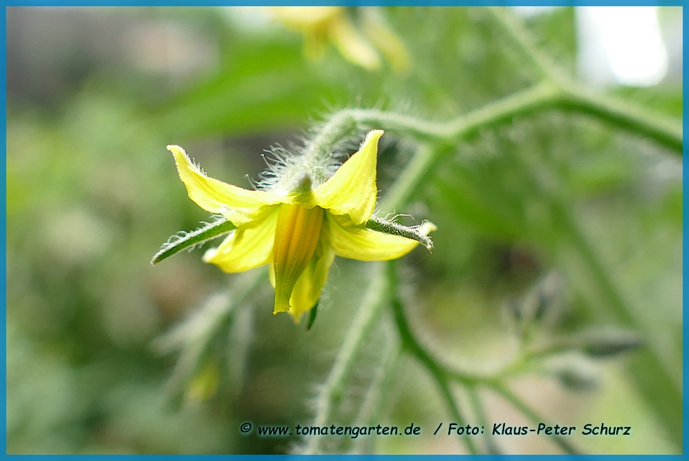 Blüte
