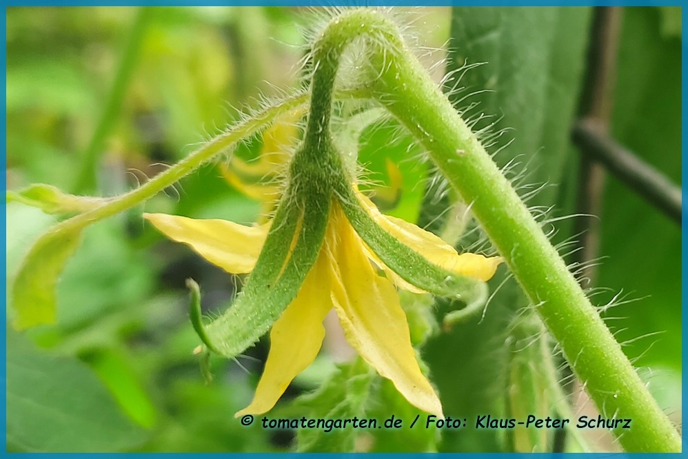 Blüte