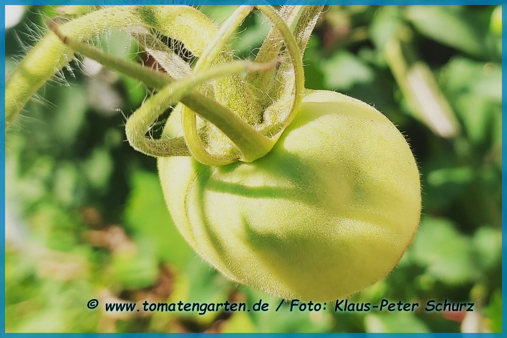 grüne Frucht