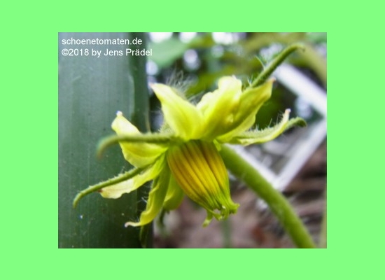 Blüte