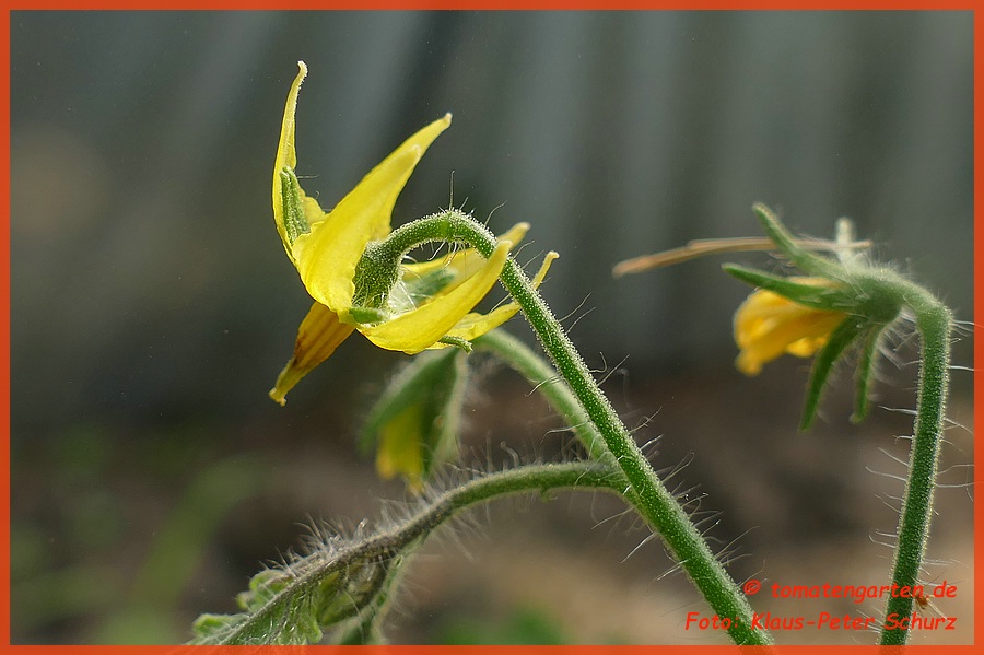 Blüte