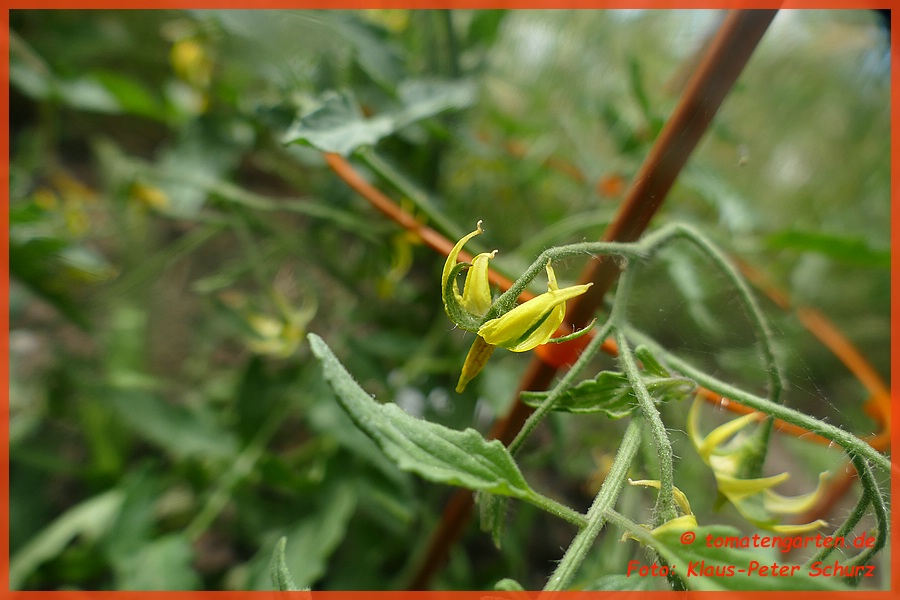 Blüte