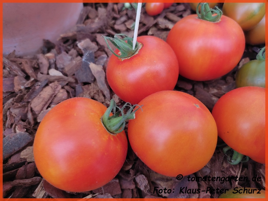 Frucht