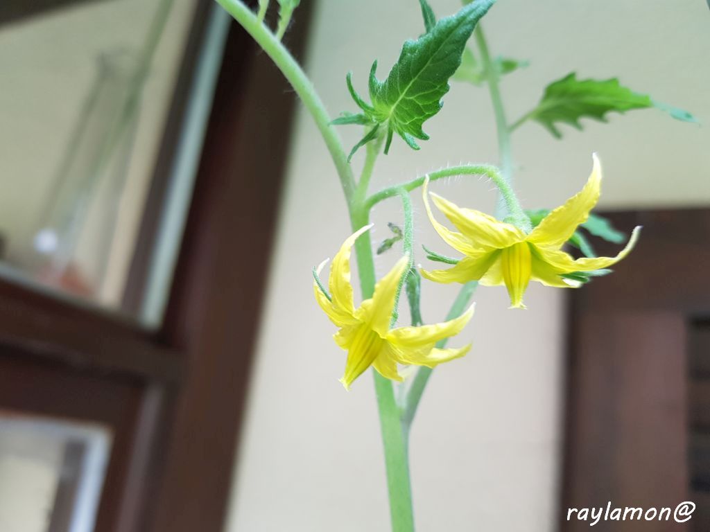Blüte