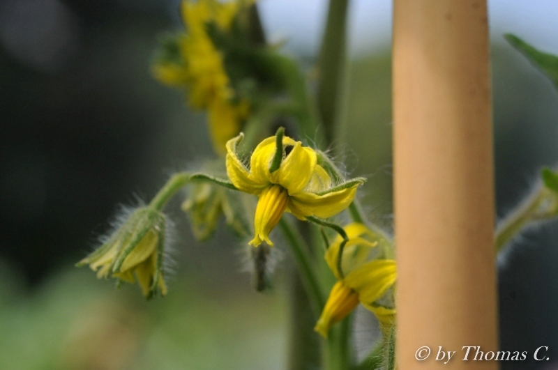 Blüte