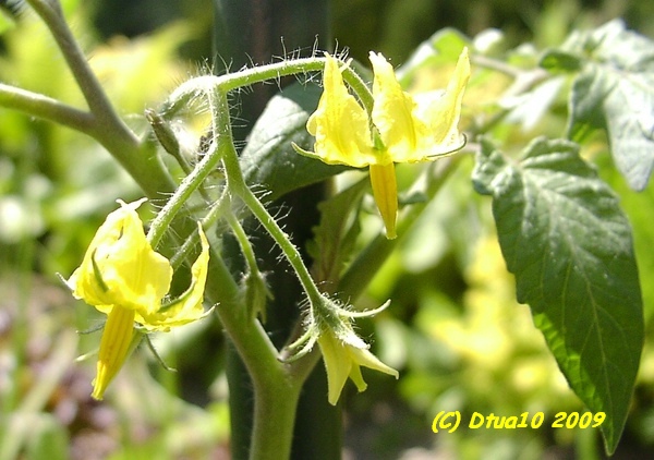 Blüte