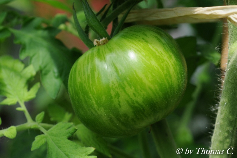 grüne Frucht