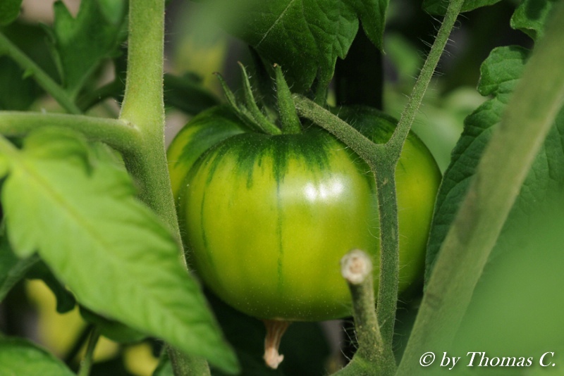 grüne Frucht