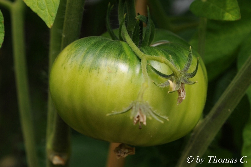 grüne Frucht