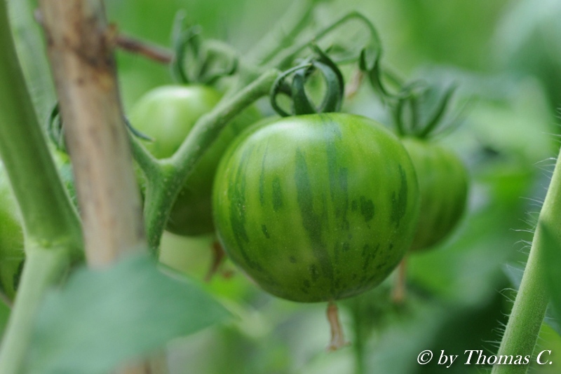 grüne Frucht