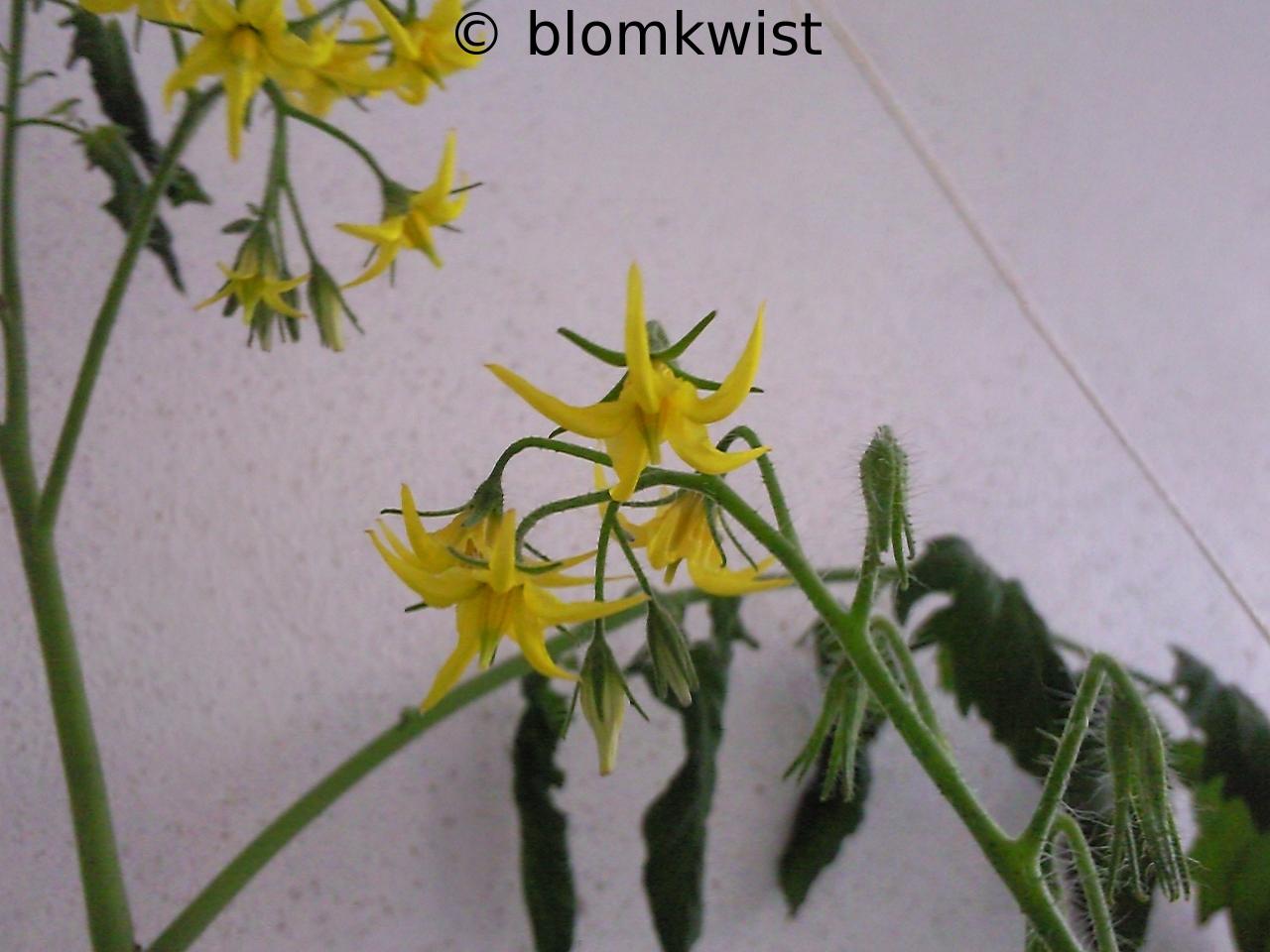 Blüte