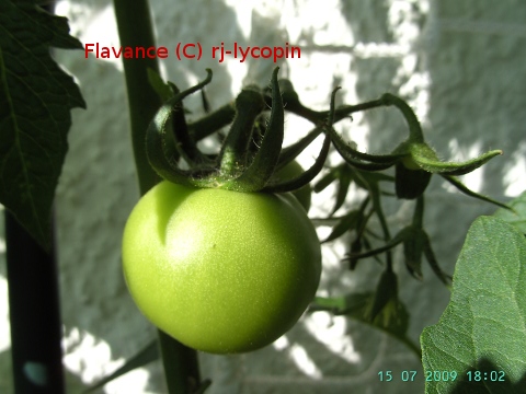 grüne Frucht