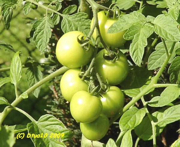 grüne Frucht