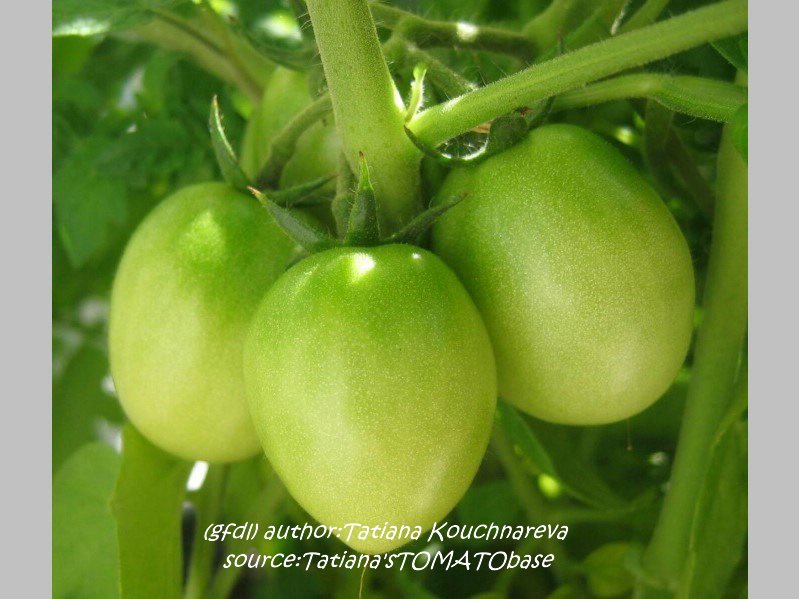 grüne Frucht