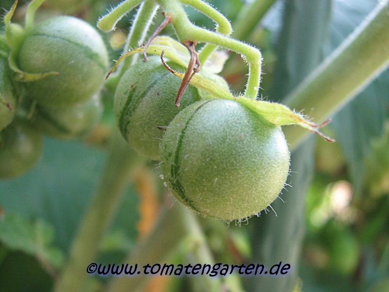 Frucht