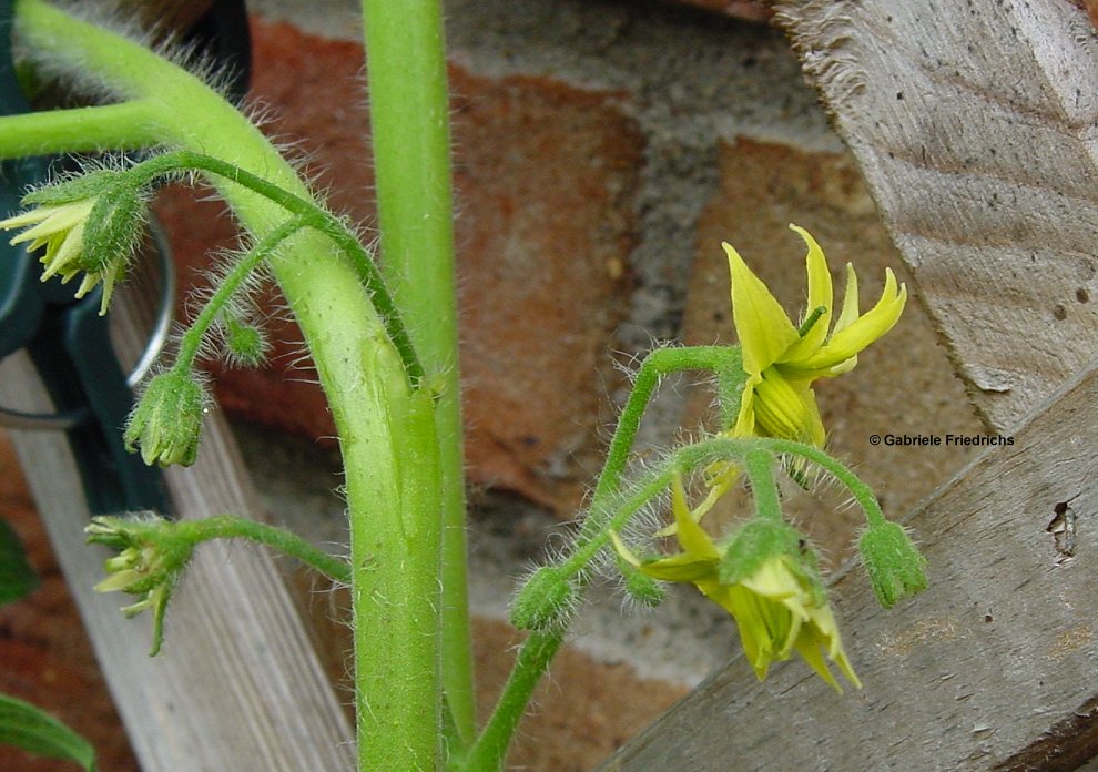 Blüte