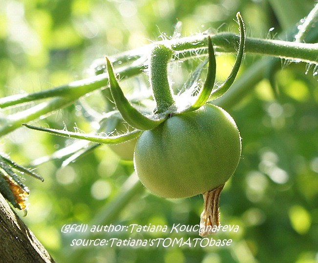 grüne Frucht