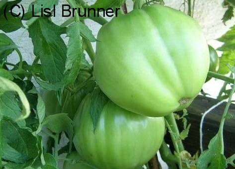 grüne Frucht