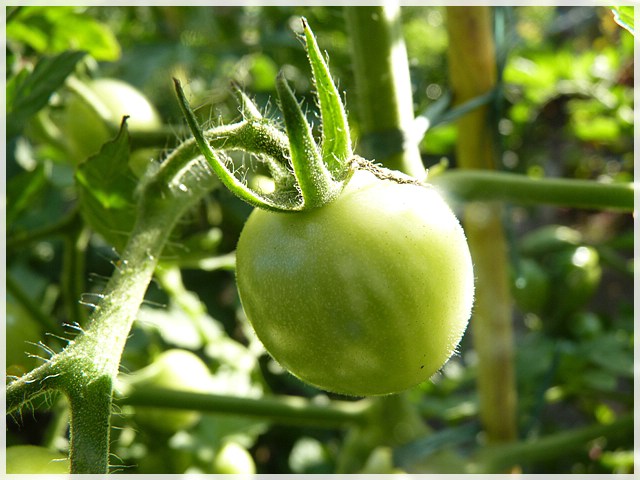 grüne Frucht