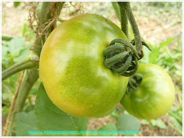 grüne Frucht