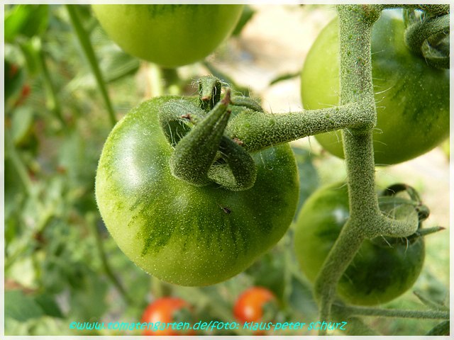 grüne Frucht