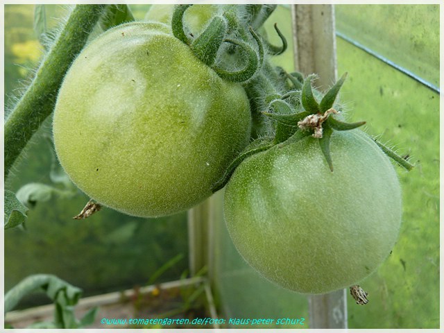 grüne Frucht