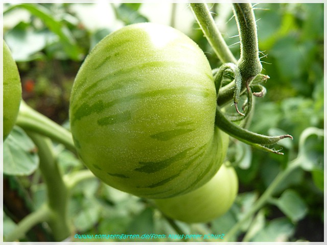 grüne Frucht