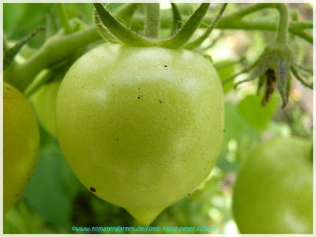 grüne Frucht