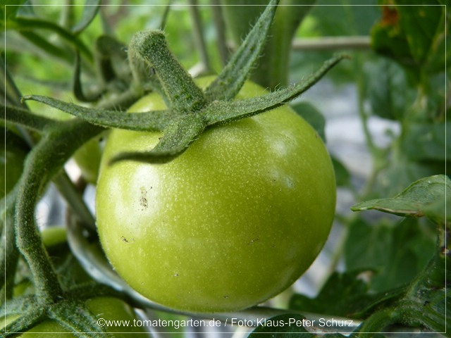 grüne Frucht