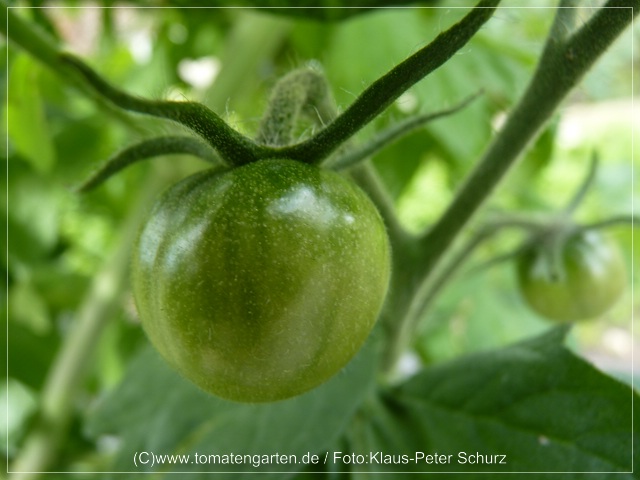 grüne Frucht