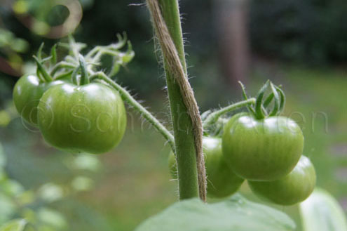 grüne Frucht