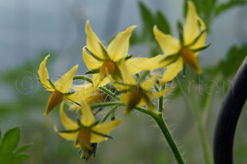 Blüte