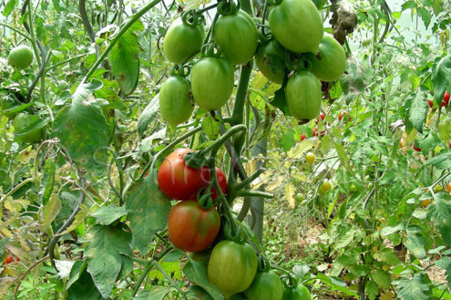 grüne Frucht