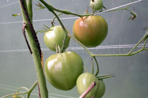 grüne Frucht