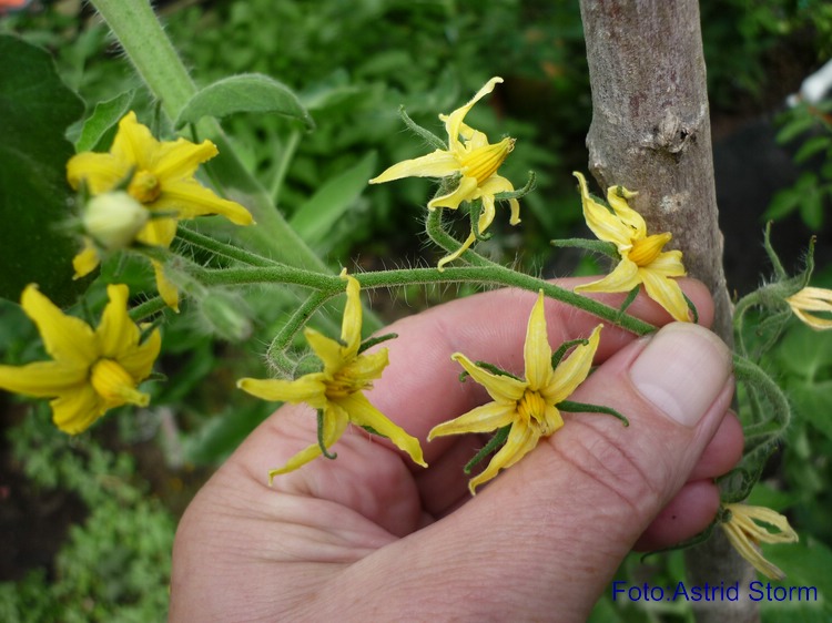 Blüte