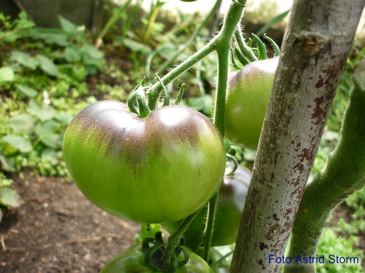 grüne Frucht