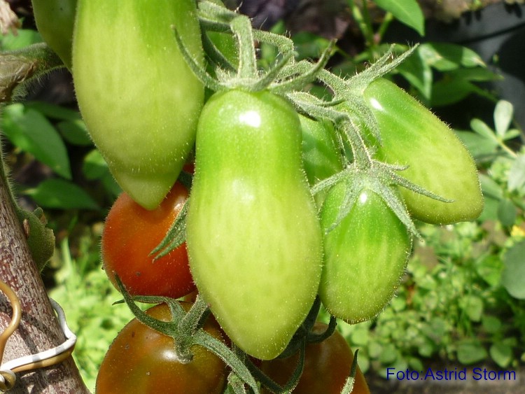 grüne Frucht