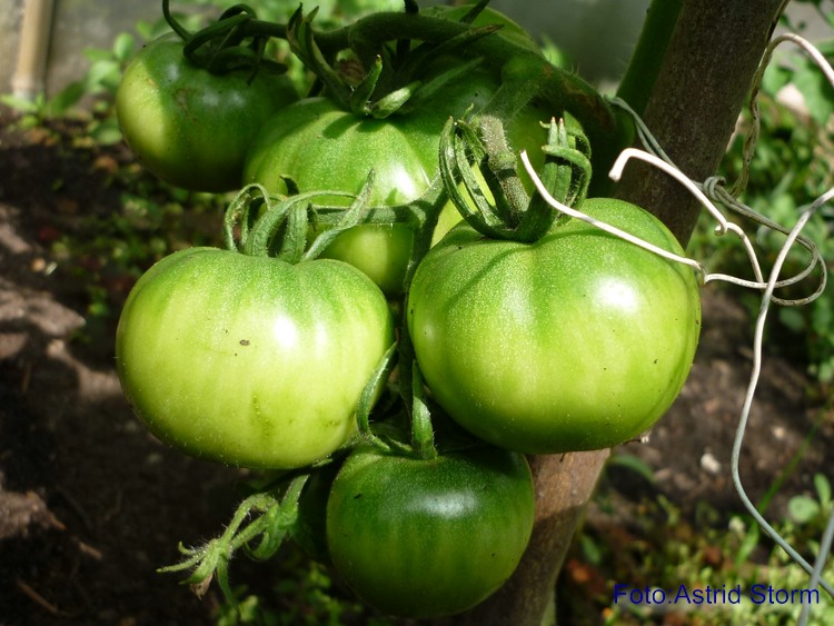 grüne Frucht