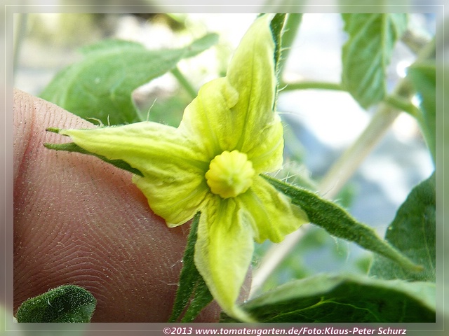 Blüte