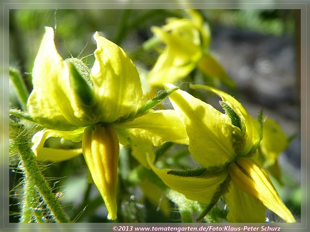 Blüte