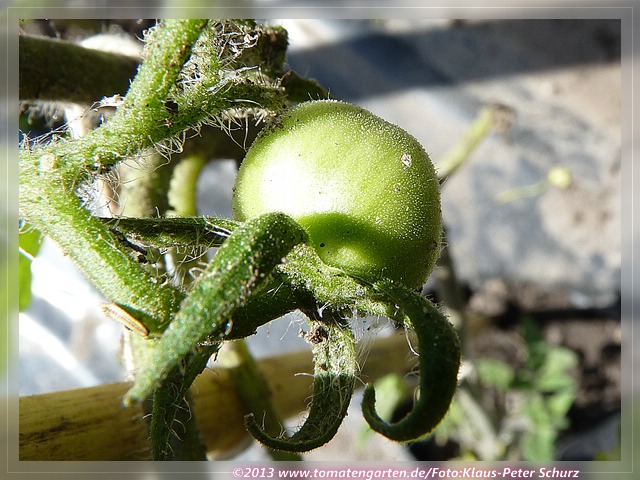 grüne Frucht