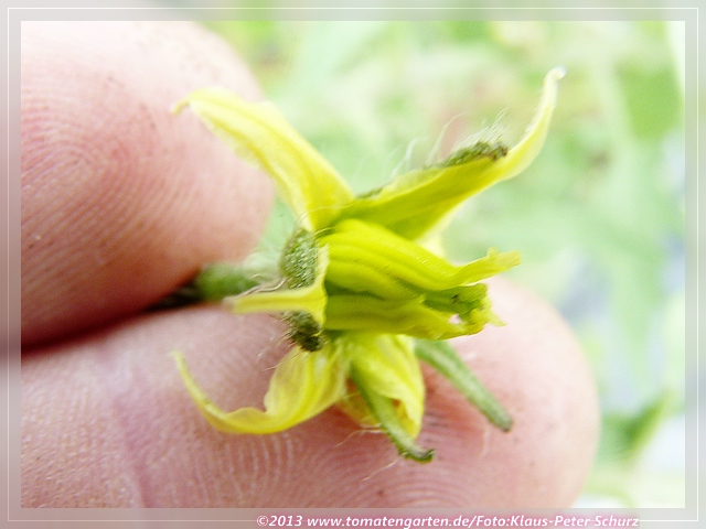 Blüte