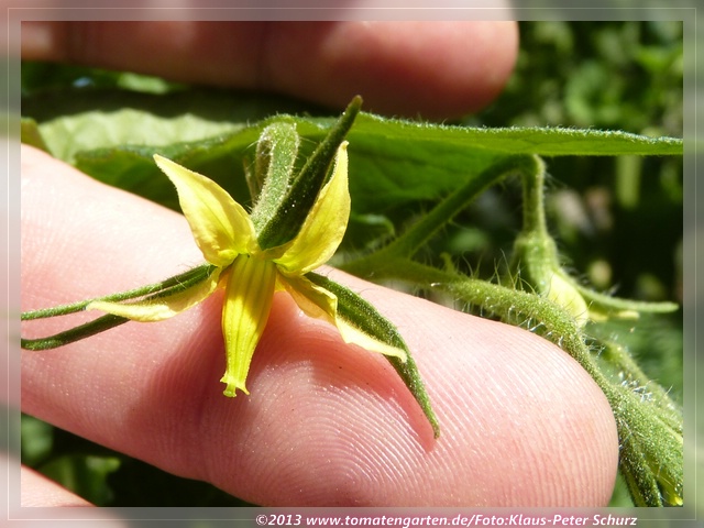 Blüte