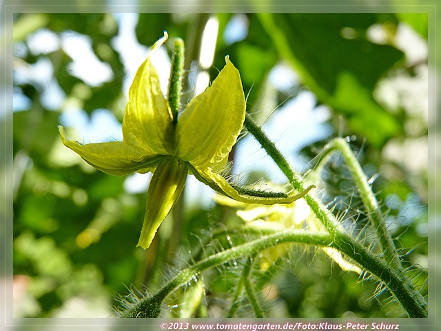 Blüte