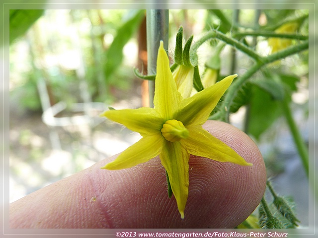 Blüte