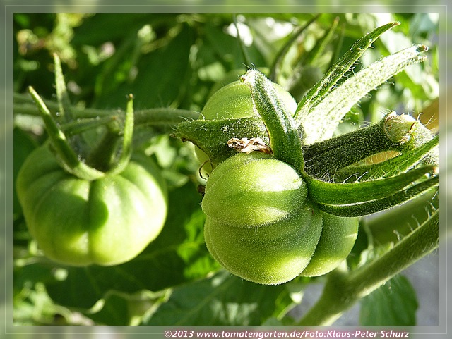 grüne Frucht