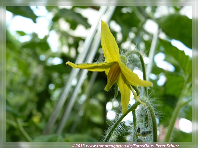 Blüte