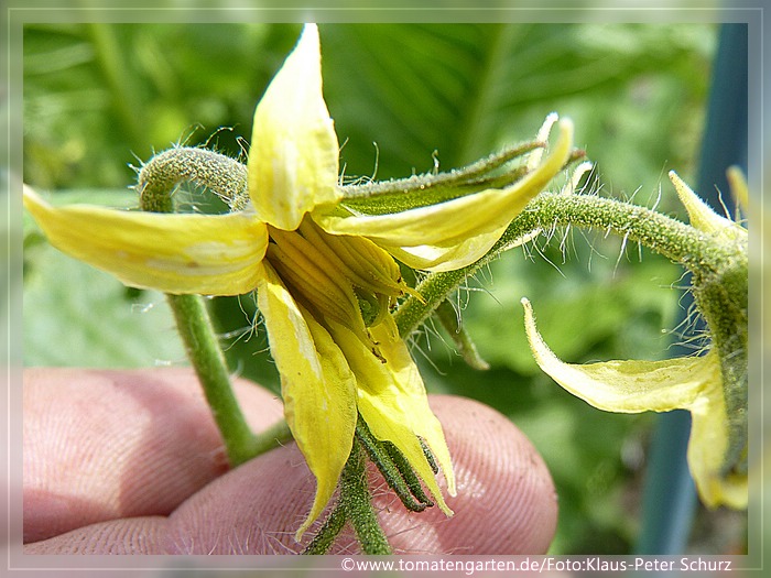 Blüte